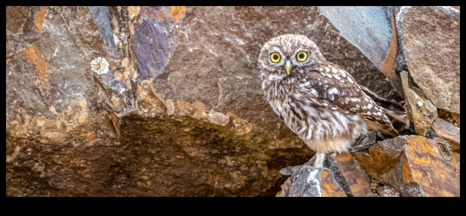 Urban Birding Adventures: descoperirea vieții sălbatice în oraș