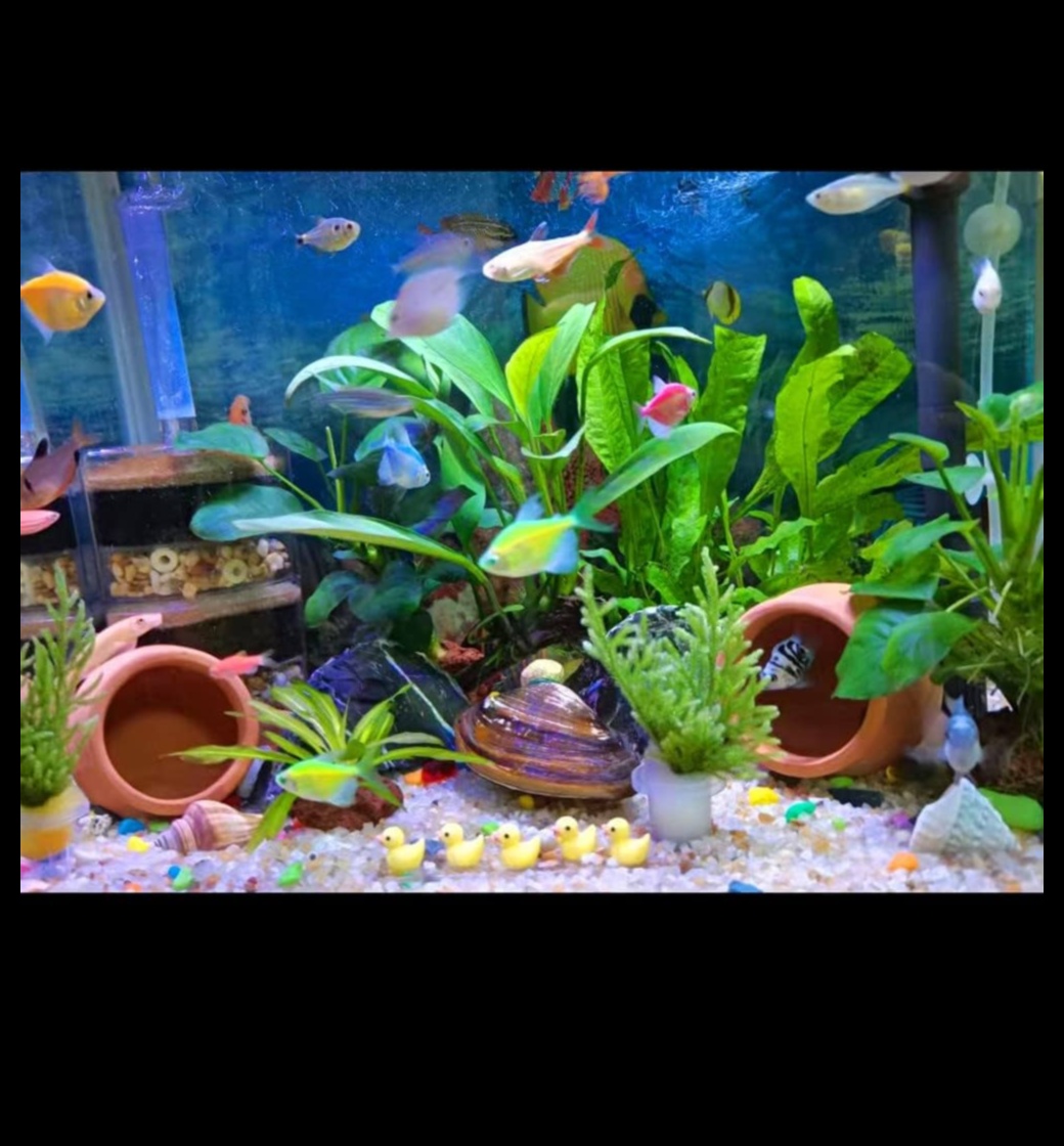 Acvariu Accents: Decorative Touchs for stylish Fish Tanks